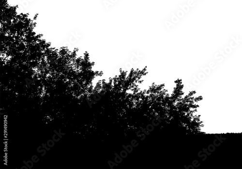 Black tree silhouette. Card with copy space. Isolated on white background. Vector nature illustration