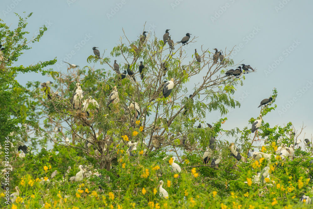 Group of birds nesting on top of the tree in Bueng Boraphet Lake in Nakhorn Sawan, Thailand Group of birds nesting on top of the tree in Bueng Boraphet Lake in Nakhorn Sawan, Thailand