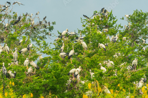 Group of birds nesting on top of the tree in Bueng Boraphet Lake in Nakhorn Sawan, Thailand photo