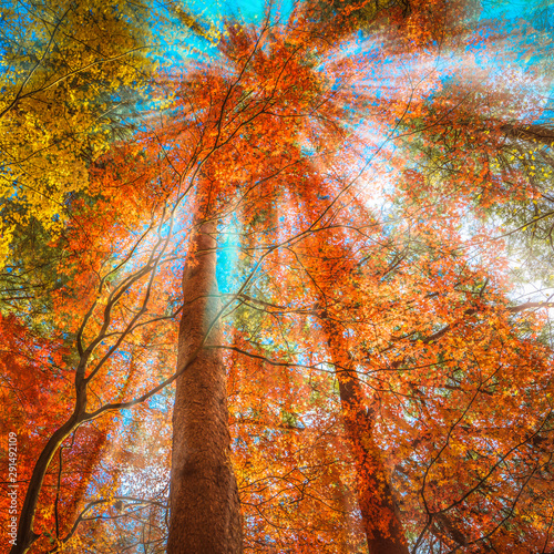 multi colour trees in the autumn forest photo