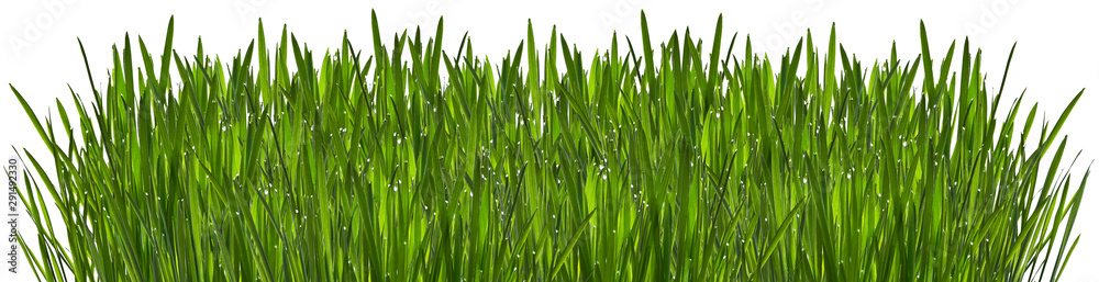 Green grass with dew isolated on white background Green grass with dew isolated on white background