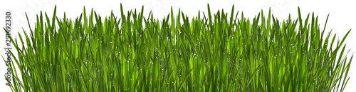 Green grass with dew isolated on white background