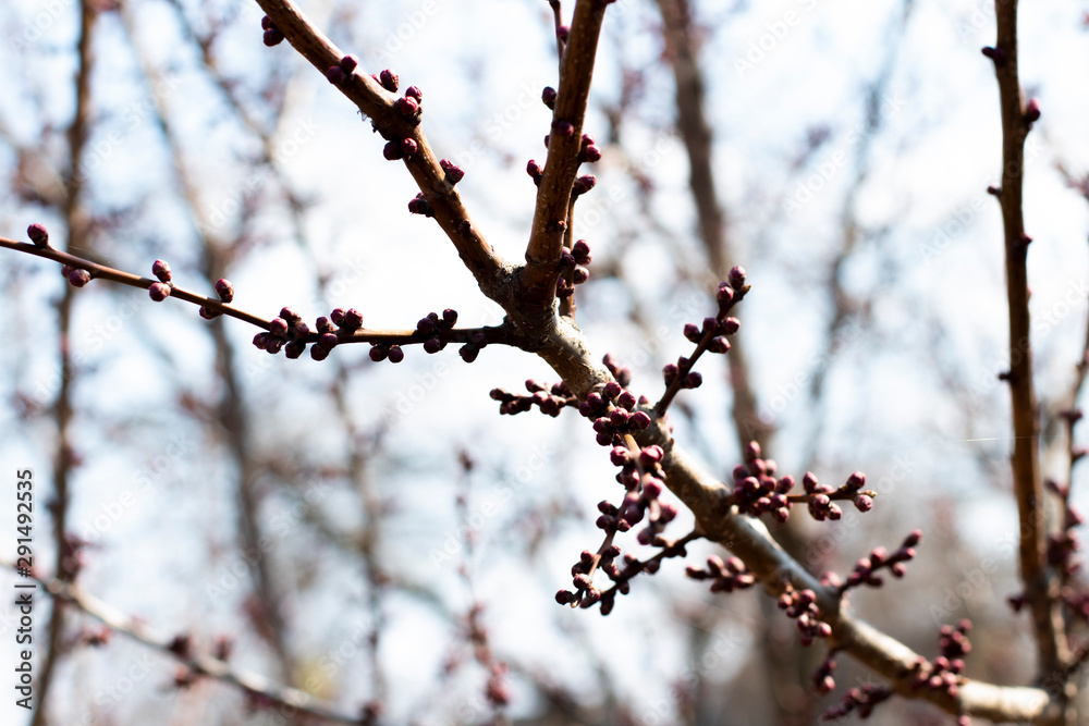 branch of a tree in spring branch of a tree in spring