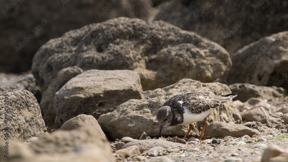 Fototapeta premium tournepierre 