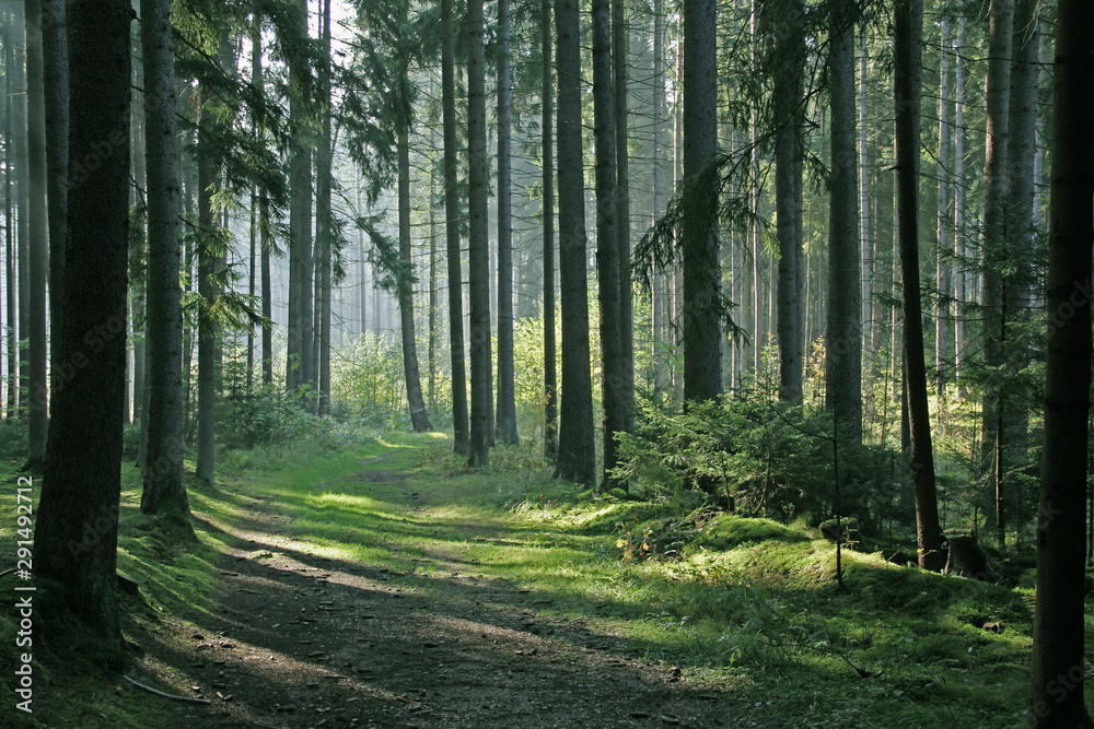 Fototapeta premium Las