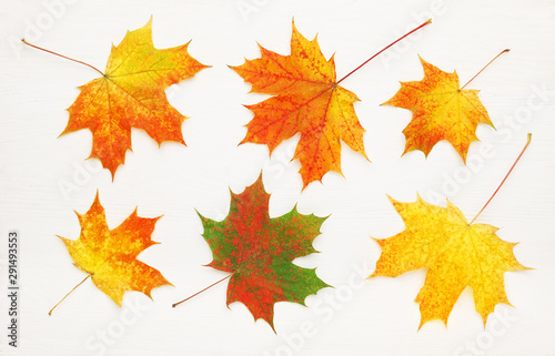 Pattern of six bright, autumn maple leaves on white wooden background