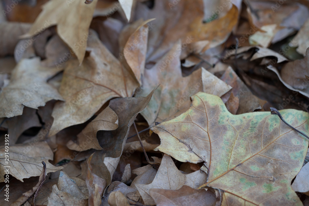 autumn leaves on the ground