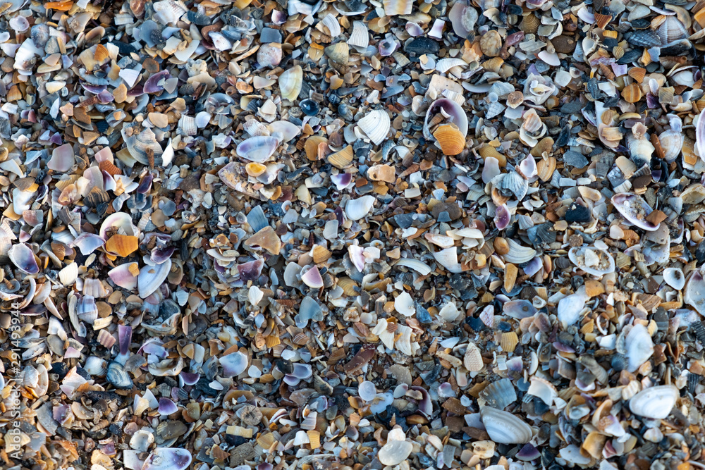 Small multi-colored shells on the seashore.  Background of small shells