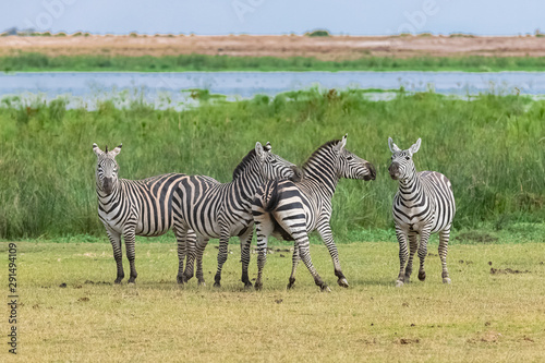 Herd of zebras playing together in the savannah, in the Manyara lake reserve in Tanzania