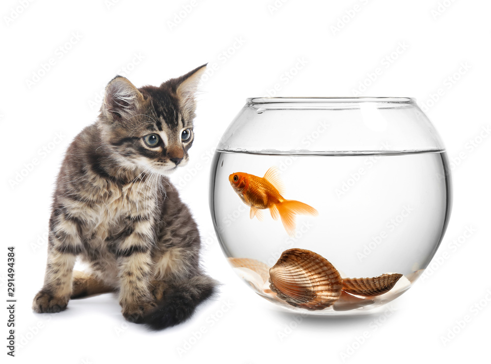 Beautiful fishbowl on white background - obrazy, fototapety, plakaty 