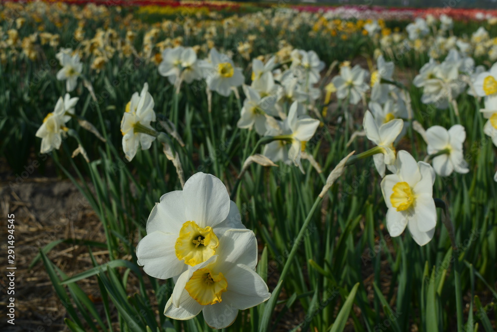 Fototapeta premium White and yellow daffodils in a field in Holland during the summer