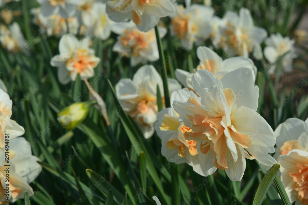 Fototapeta premium White daffodil flowers in a field in Holland
