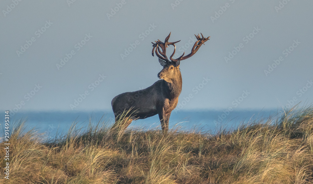 Obraz premium hirsch am meer