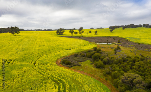 Bushland and Canola Fields in Toodyay, Western Australia