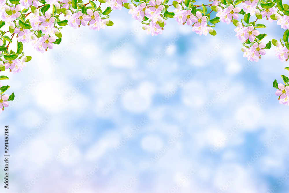 Blossoming branch apple.