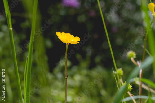 Ranunculus repens or creeping buttercup shiny yellow flower close up photo