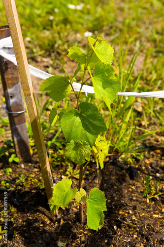 A young grape seedling planted in the soil. photo