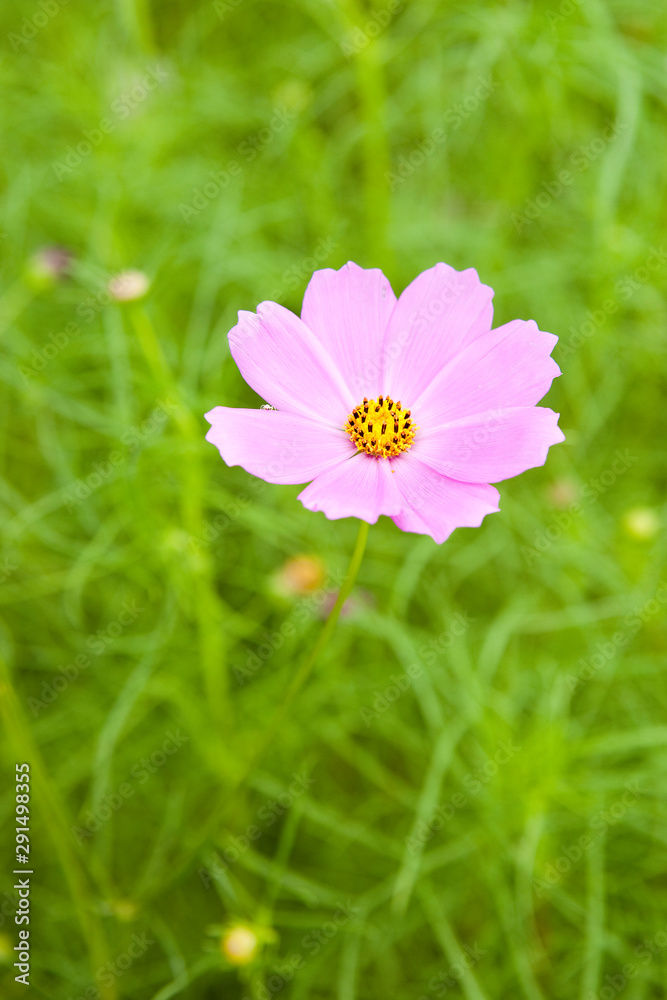 Obraz premium Cosmos on the field.