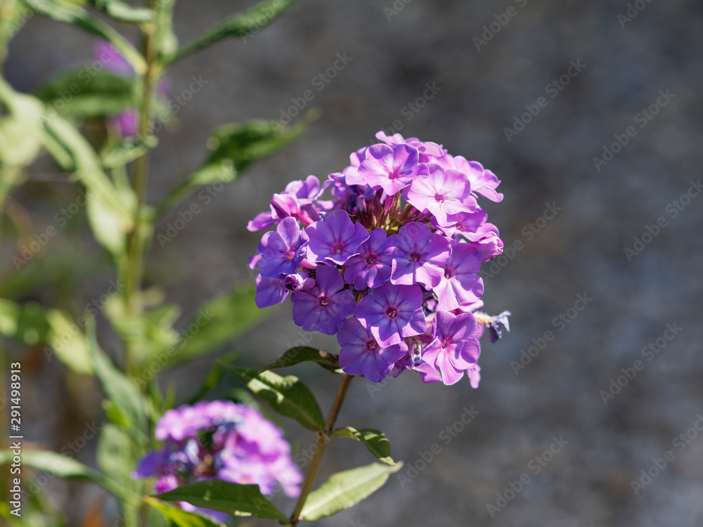 Phlox paniculata - Phlox paniculé ou phlox des jardins 'Blue paradise', aux panicules de fleurs à corolle tubulée de couleur violet et bleu ardoise Phlox paniculata - Phlox paniculé ou phlox des jardins 'Blue paradise', aux panicules de fleurs à corolle tubulée de couleur violet et bleu ardoise
