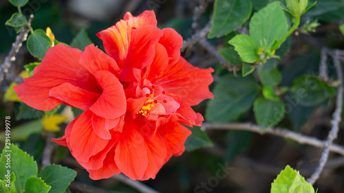 red flower in garden