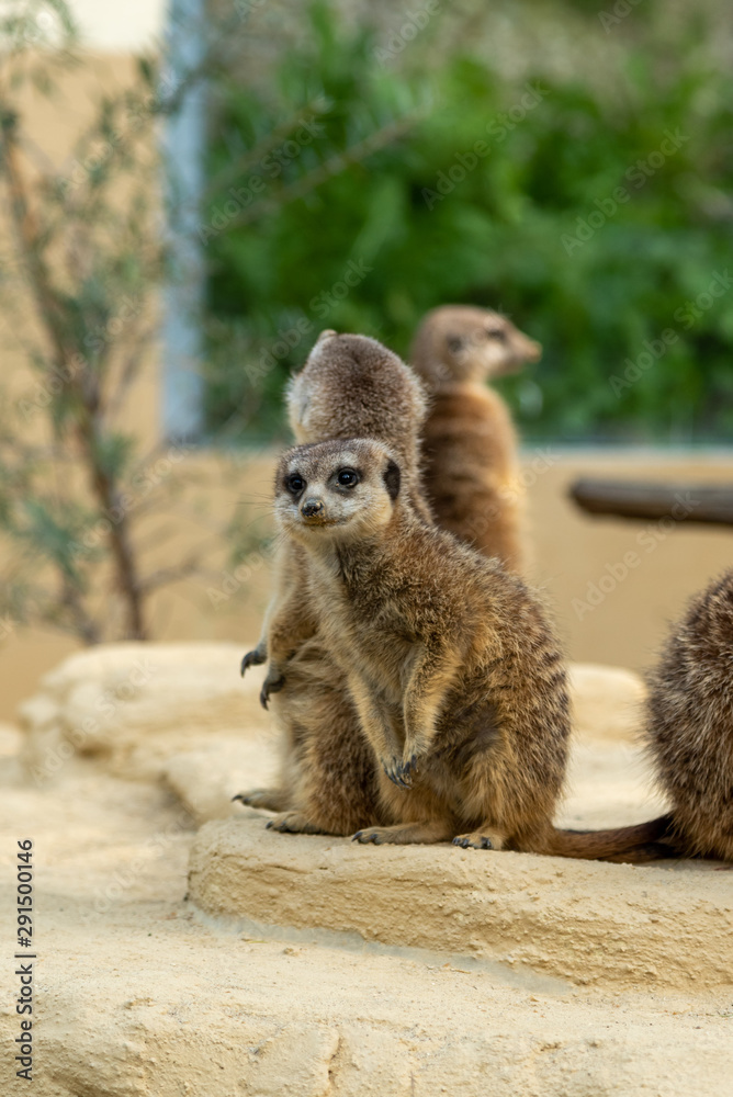 Fototapeta premium funny aware furry brown meerkat
