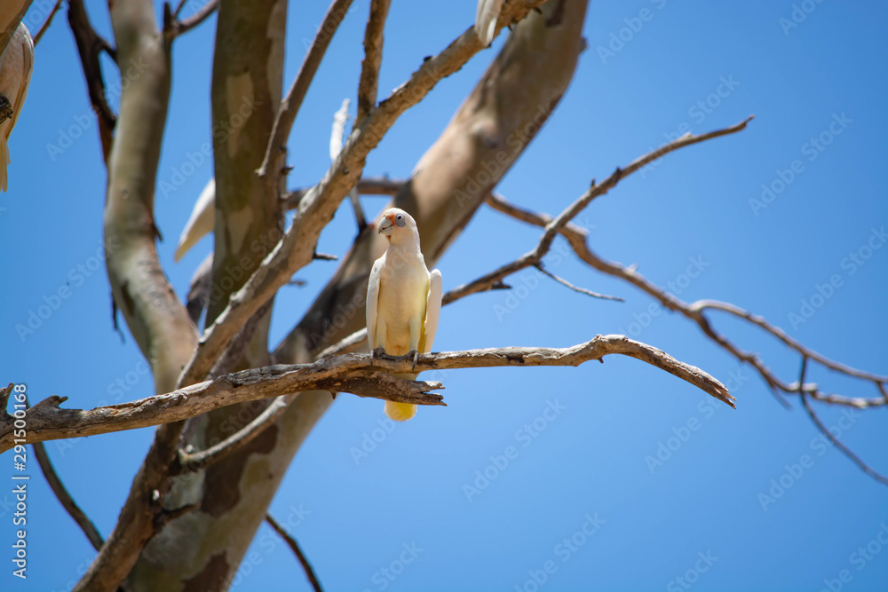 White cockatoo in the tree