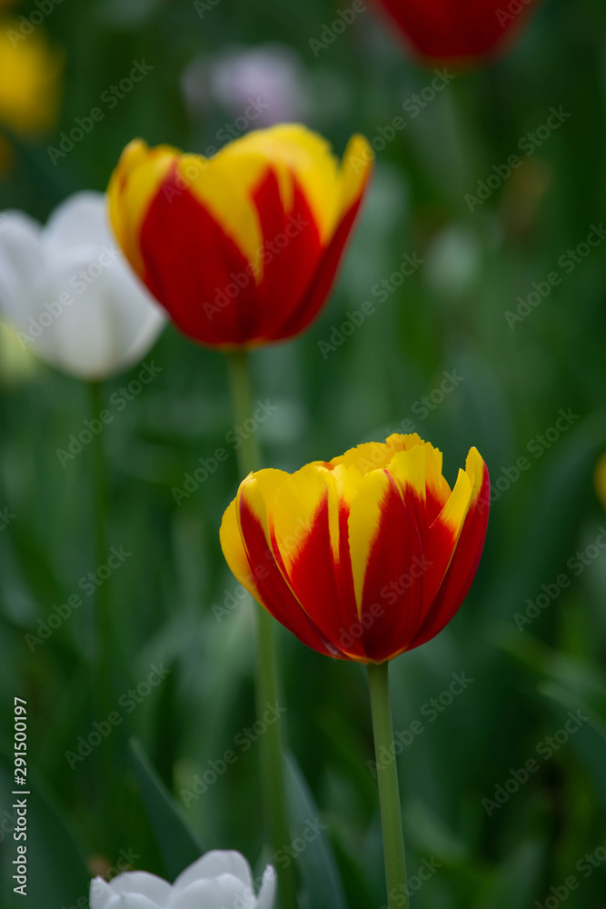 Yellow and red tulips