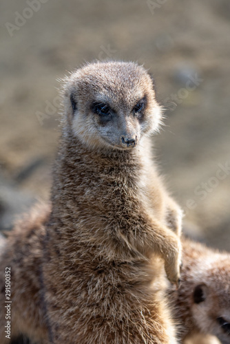 funny aware furry brown meerkat