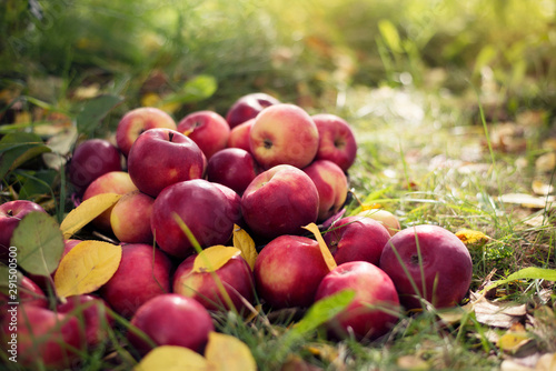 Ripe, red apples, yellow leaves lie on the grass in the garden.