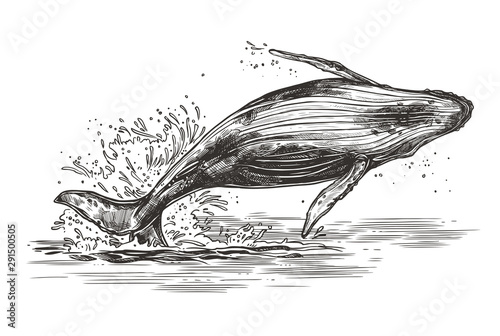 Vector illustration of jumping humpback whale. Sketch style