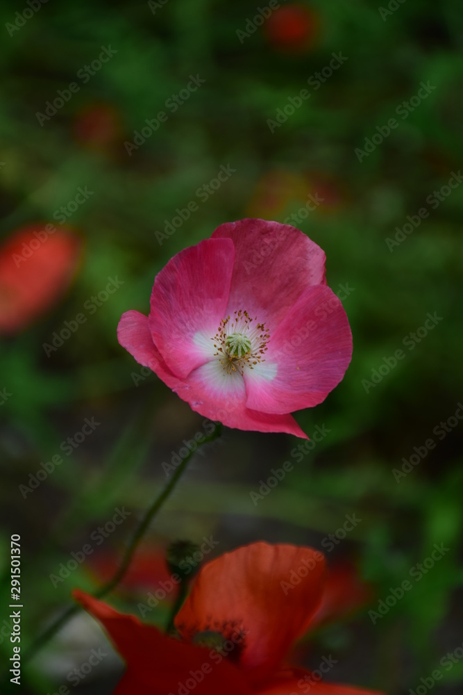 Naklejka premium pink flower