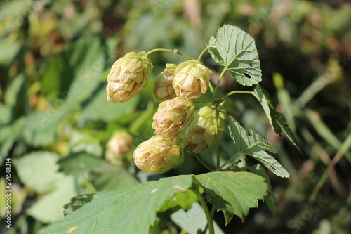 Hop cones are ripe for use in medicine and cosmetology. They look beautiful on the stems of the plant. © Yuliya