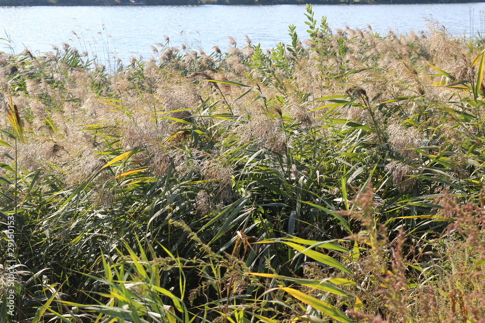 Bulrush grows on the lake. Autumn. Bulrush grows on the lake. Autumn.