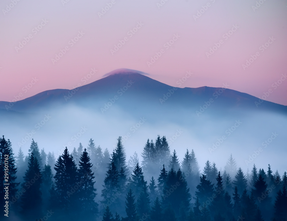 coniferous trees in the fog  and the top of the mountain with a delicate pink cloud over the top .