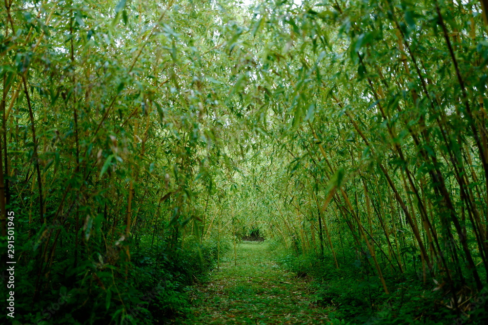 Fototapeta premium さまざまな竹