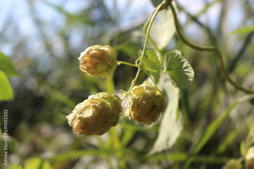 Hop cones are ripe for use in medicine and cosmetology. They look beautiful on the stems of the plant. Hop cones are ripe for use in medicine and cosmetology. They look beautiful on the stems of the plant.
