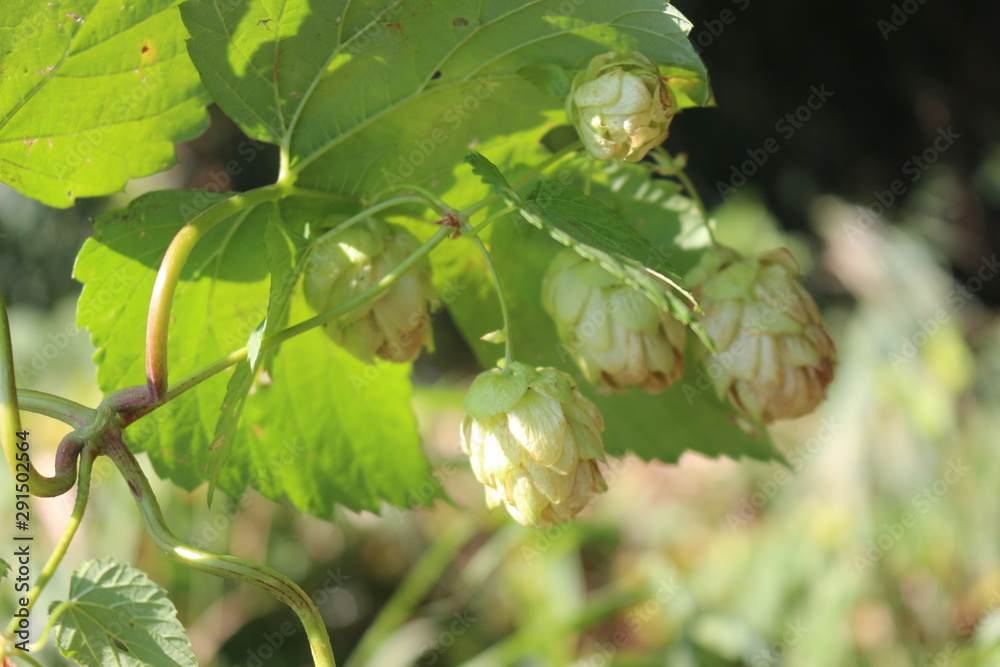 Hop cones are ripe for use in medicine and cosmetology. They look beautiful on the stems of the plant. Hop cones are ripe for use in medicine and cosmetology. They look beautiful on the stems of the plant.