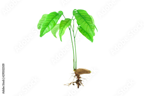 фотографія Sapling and seed isolated on white background,young hazel seed tree