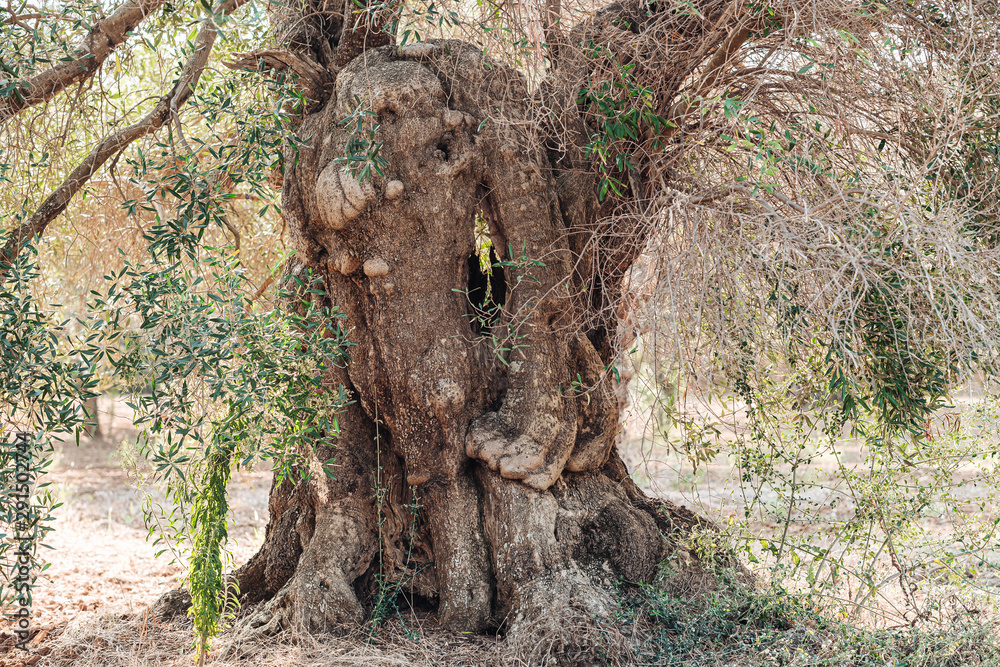 Obraz premium Olive trees sick of xylella in Salento, south Apulia, Italy