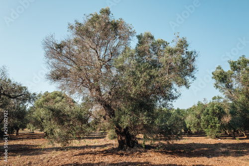 Olive trees sick of xylella in Salento, south Apulia, Italy