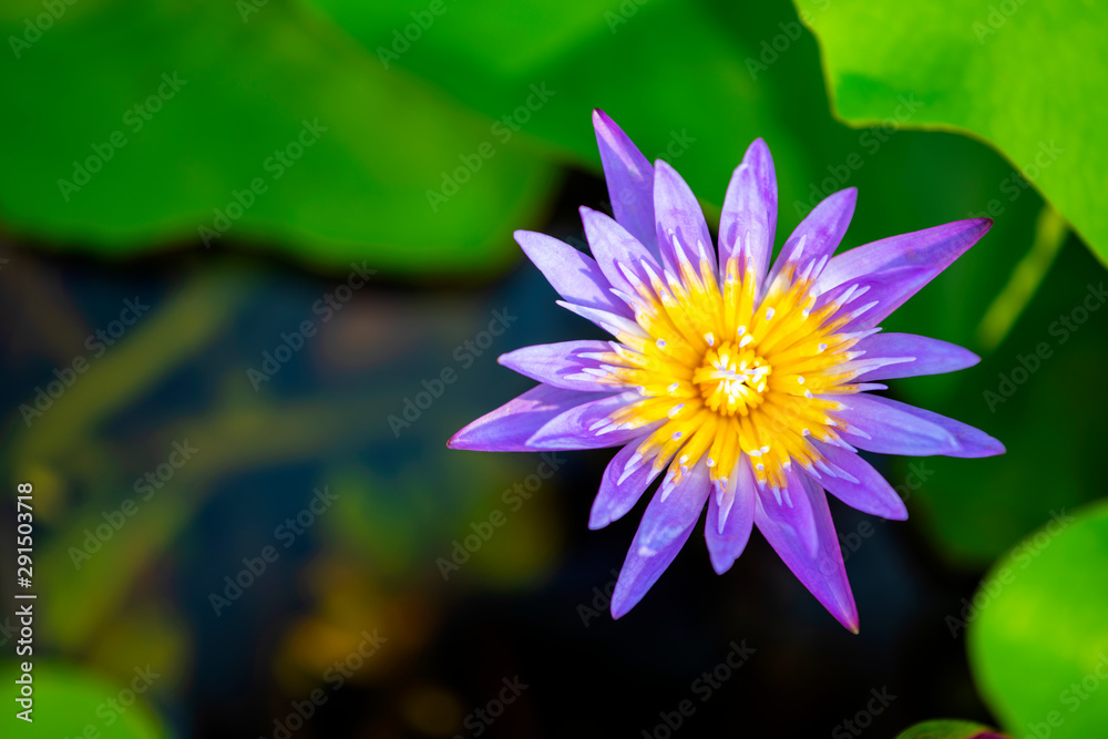 Purple lotus that grows in the pond look beautiful In the morning Purple lotus that grows in the pond look beautiful In the morning