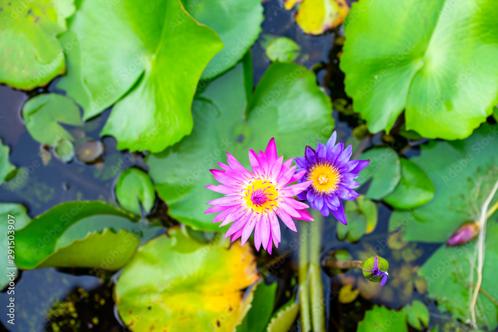Purple pink lotus that grows in the pond look beautiful In the morning Purple pink lotus that grows in the pond look beautiful In the morning