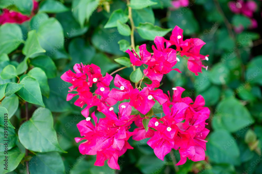 pink flowers Blossoming in the morning pink flowers Blossoming in the morning