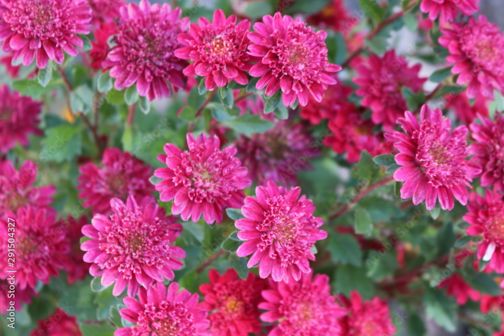 Bush aster blooms on flower beds in gardens in the fall Bush aster blooms on flower beds in gardens in the fall