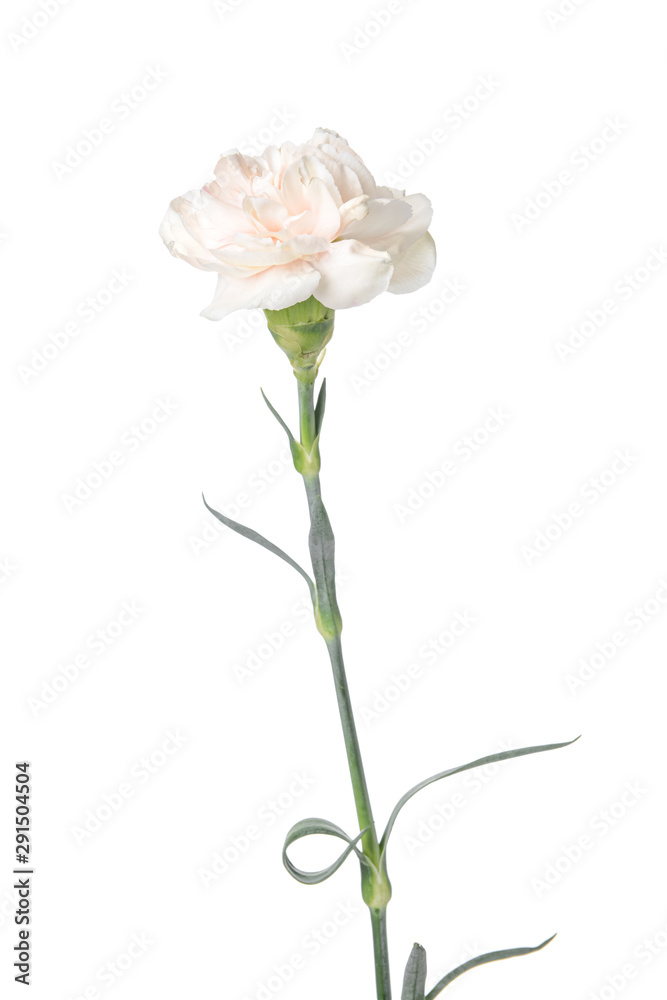 Beautiful carnation flower on white background