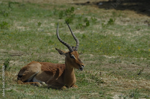 antilope