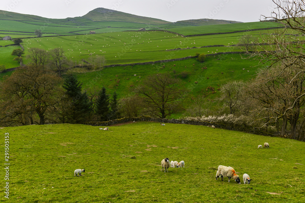 Small flock of sheep grazing  whilst across the vale another larger flock of sheep are grazing