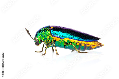 Image of green-legged metallic beetle (Sternocera aequisignata) or Jewel beetle or Metallic wood-boring beetle on white background. Insect. Animal.