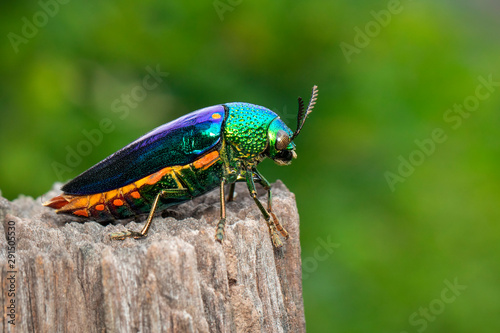 Image of green-legged metallic beetle (Sternocera aequisignata) or Jewel beetle or Metallic wood-boring beetle on a tree stump on a natural background. Insect. Animal.