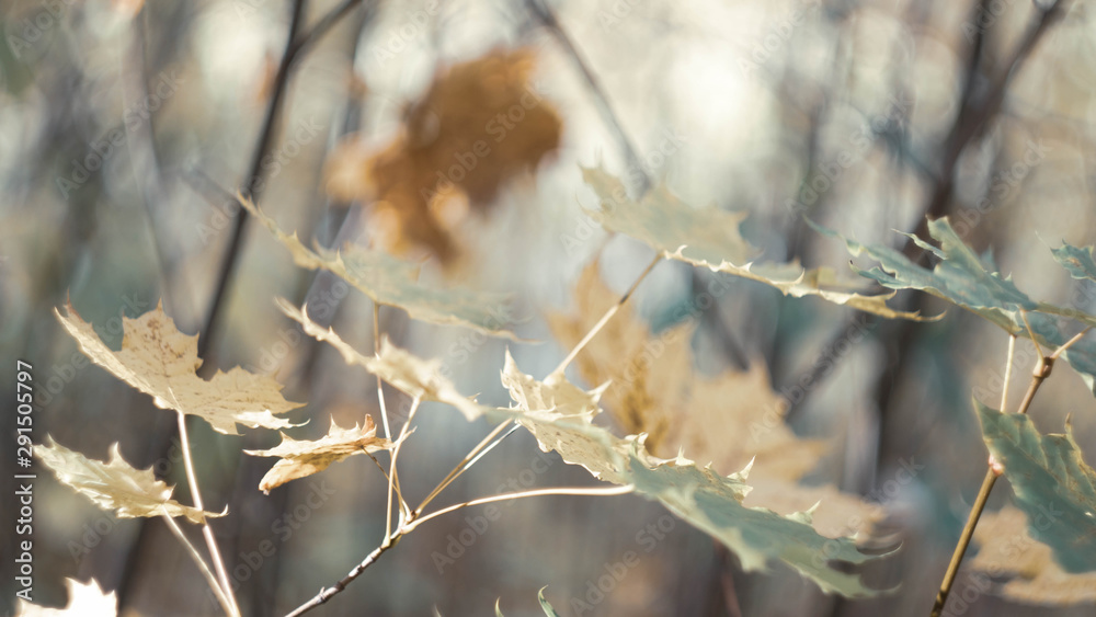 autumn background texture. colorful fallen maple leaves autumn background texture. colorful fallen maple leaves
